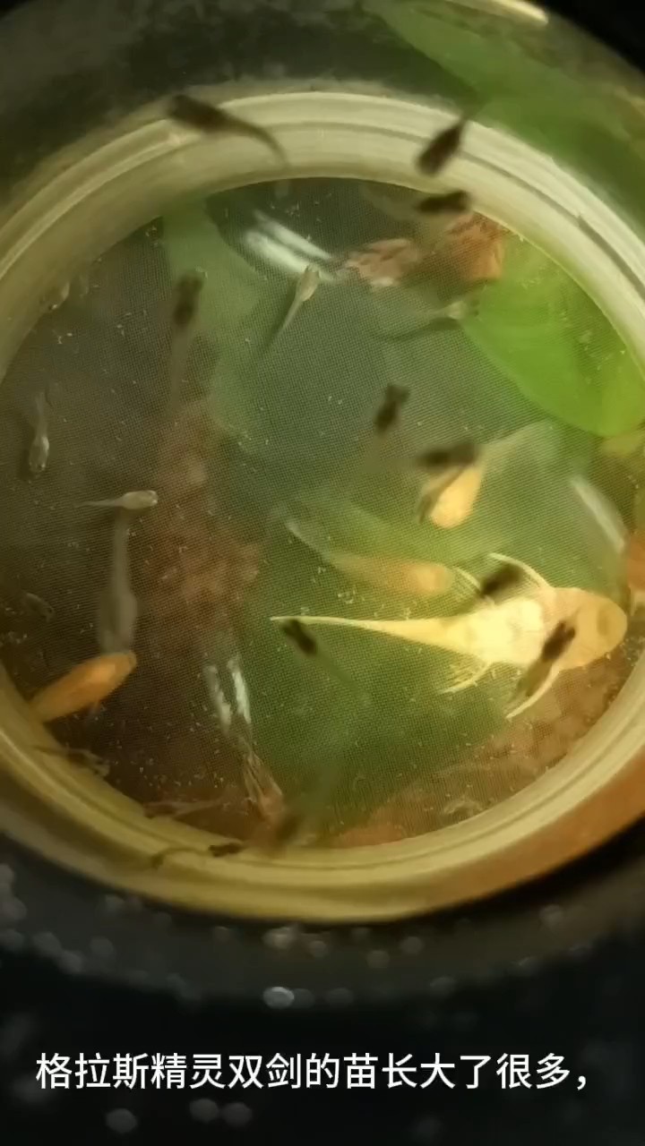 最近繁殖進展，還算順利 最近繁殖進展，還算順利 龍魚論壇