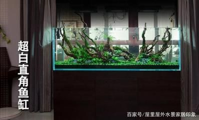 巴南哪里有魚缸賣的實(shí)體店：巴南區(qū)有哪些魚缸實(shí)體店？