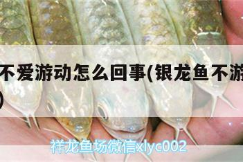 魚缸過濾器選購指南:自制魚缸過濾器魚缸上置過濾器對于養(yǎng)魚愛好者的必備知識 銀龍魚不愛游動怎么回事(銀龍魚不游總在上面不動) 銀龍魚百科 銀龍魚不愛游動怎么回事(銀龍魚不游總在上面不動) 銀龍魚不愛游動怎么回事(銀龍魚不游總在上面不動) 銀龍魚百科