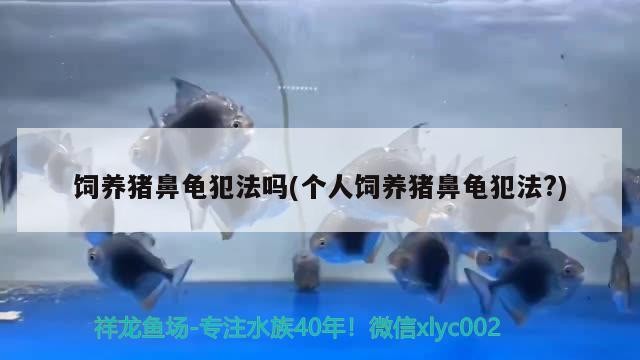飼養豬鼻龜犯法嗎(個人飼養豬鼻龜犯法?)