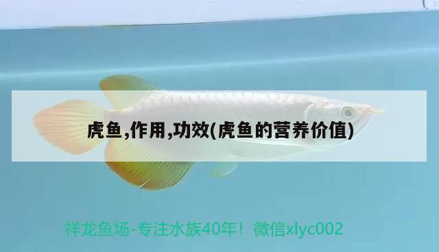虎魚,作用,功效(虎魚的營養價值)