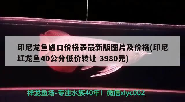 印尼龍魚進口價格表最新版圖片及價格(印尼紅龍魚40公分低價轉(zhuǎn)讓3980元)