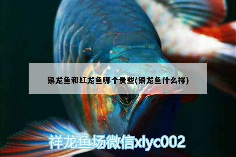 銀龍魚和紅龍魚哪個貴些(銀龍魚什么樣)