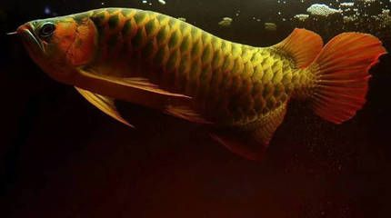紅龍魚養(yǎng)多長時間變紅了：如何判斷紅龍魚的血統(tǒng)優(yōu)劣，紅龍魚日常護(hù)理要點(diǎn)