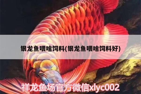 銀龍魚喂啥飼料(銀龍魚喂啥飼料好)