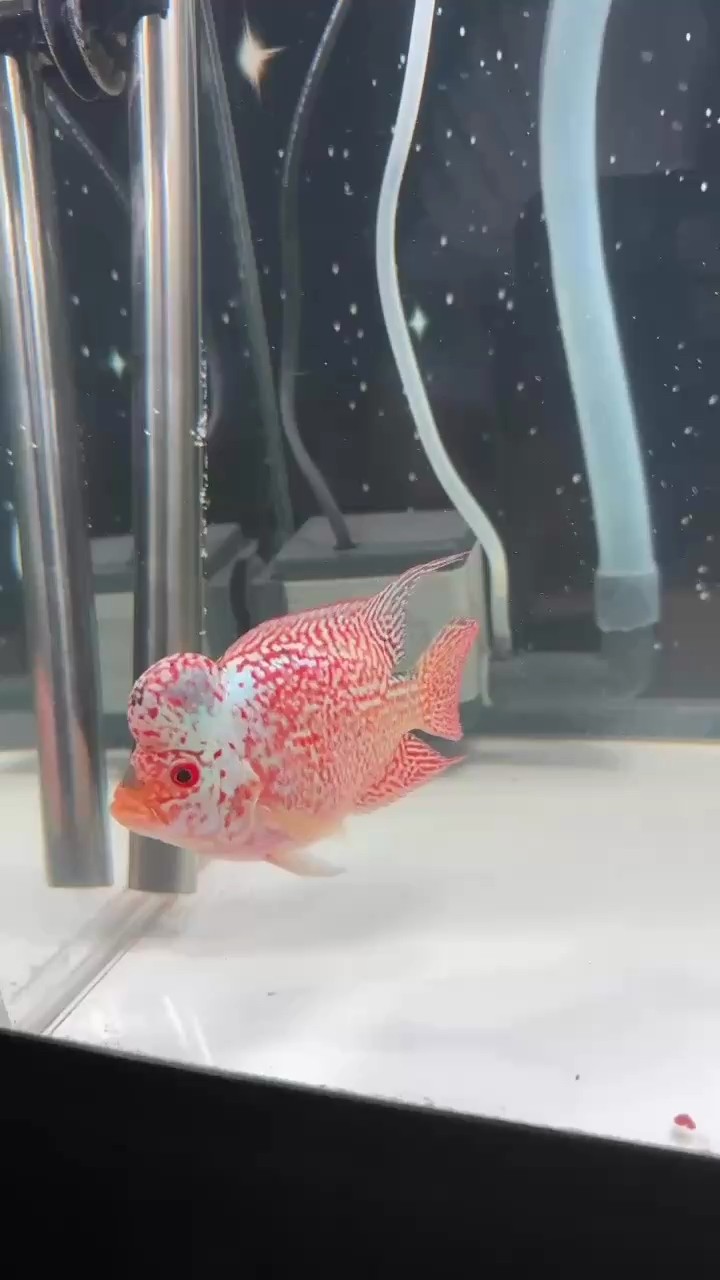 丑小鴨變天鵝中