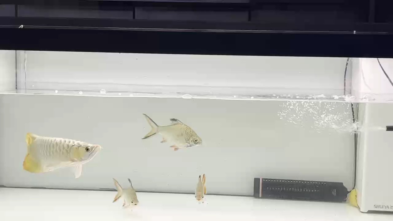 這魚怎樣。