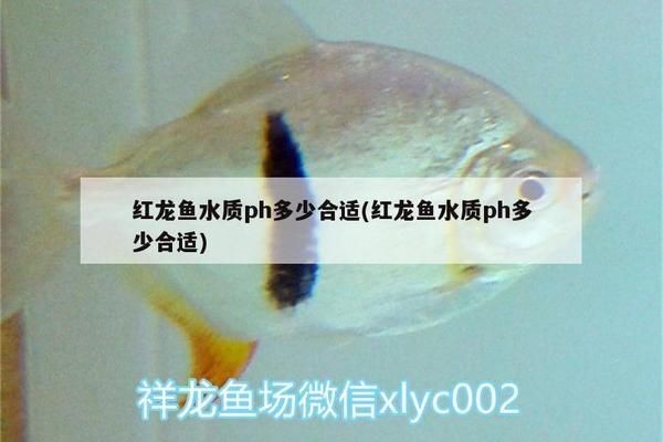 紅龍魚繁殖期如何調節水質：紅龍魚繁殖期ph值管理方法，紅龍魚繁殖期tds控制要點