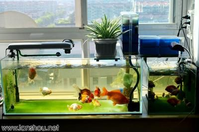大魚缸養金魚注意什么：養金魚時需要注意的事項