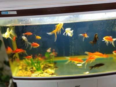大魚缸養金魚注意什么：養金魚時需要注意的事項