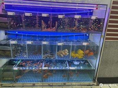 大潤發有魚缸賣嗎：大潤發超市是否出售魚缸