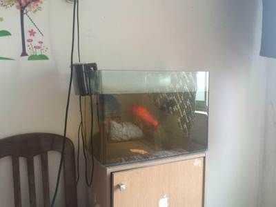 大潤發有魚缸賣嗎：大潤發超市是否出售魚缸
