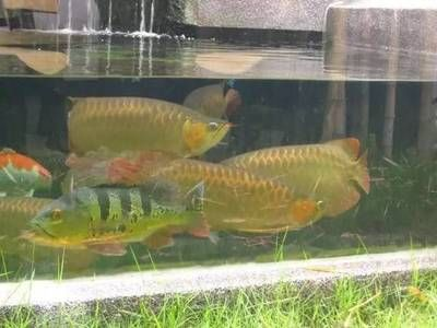 小虎魚好養嗎：小虎魚好養嗎：小虎魚好養嗎，小虎魚好養嗎