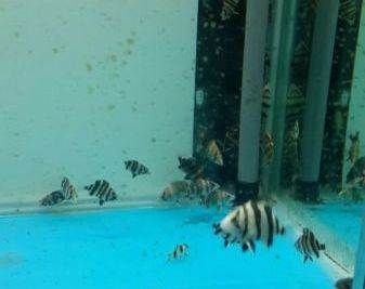小虎魚好養嗎：小虎魚好養嗎：小虎魚好養嗎，小虎魚好養嗎