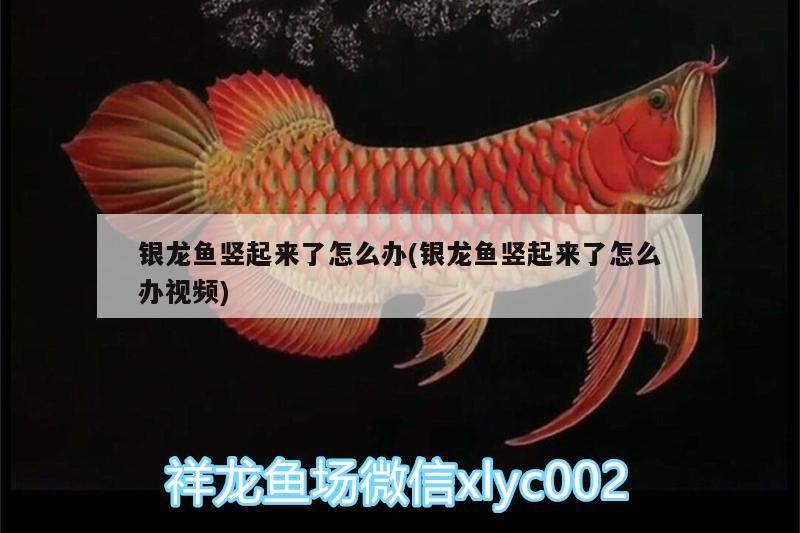 銀龍魚豎起來了怎么辦(銀龍魚豎起來了怎么辦視頻)