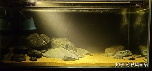大魚缸改造成斗魚缸怎么辦：diy魚缸改造指南