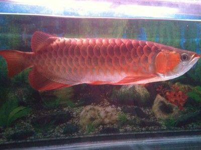武漢紅龍魚拍賣公司地址：萬歷國際拍賣（北京）有限公司武漢紅龍魚拍賣公司地址詳情