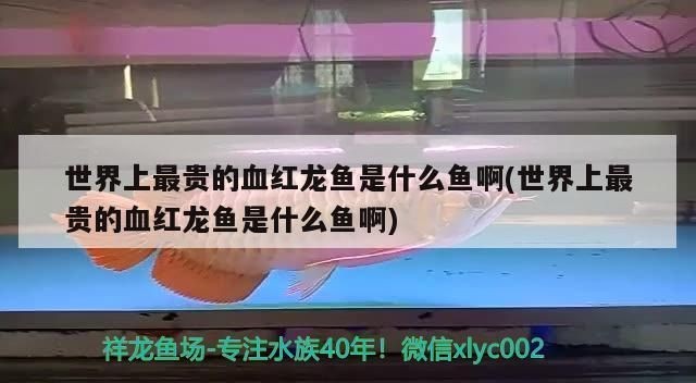 武漢紅龍魚拍賣公司地址：萬歷國際拍賣（北京）有限公司武漢紅龍魚拍賣公司地址詳情