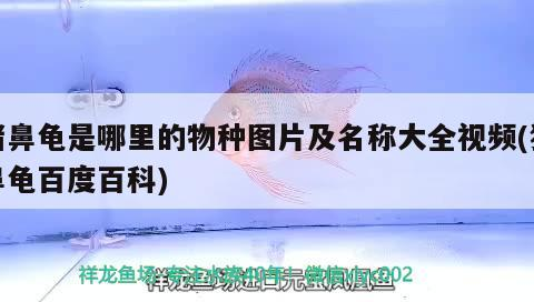 豬鼻龜是哪里的物種圖片及名稱大全視頻(豬鼻龜百度百科)