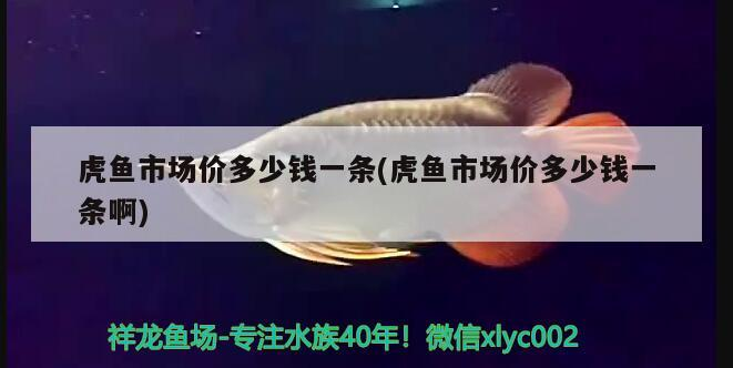 虎魚市場價多少錢一條(虎魚市場價多少錢一條啊)