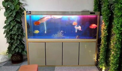 大魚缸柜放小魚缸可以嗎：大魚缸柜用于放置小魚缸之前需要考慮幾個關鍵因素