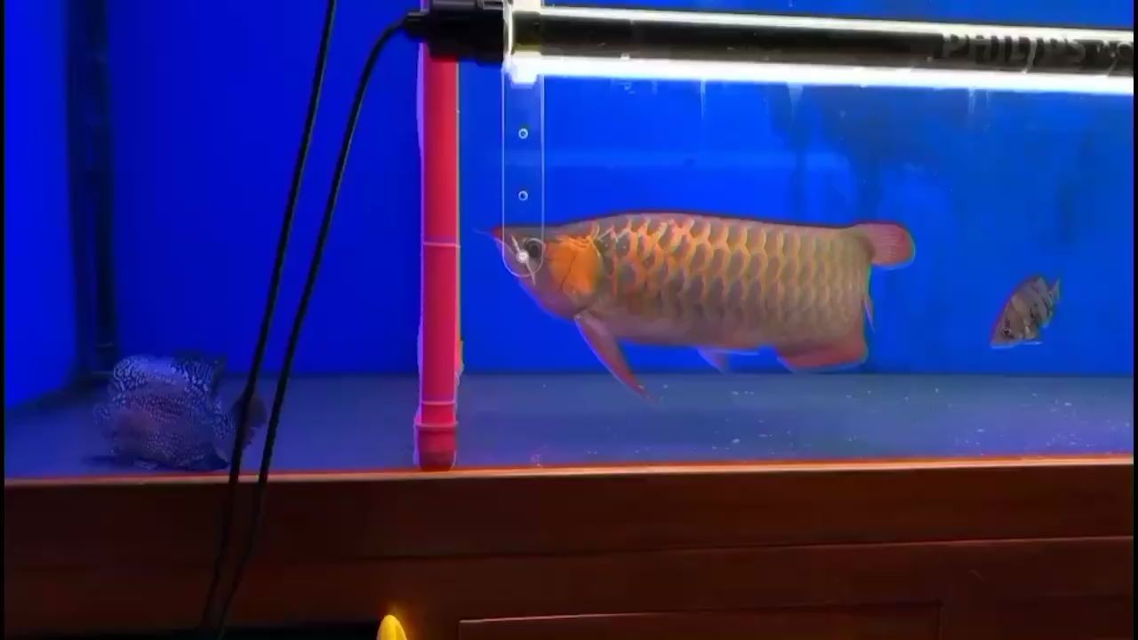 龍魚羅漢虎魚記錄生活