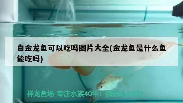 龍魚羅漢虎魚記錄生活