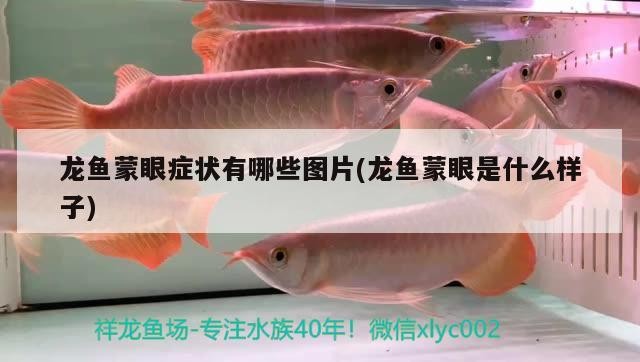 龍魚羅漢虎魚記錄生活