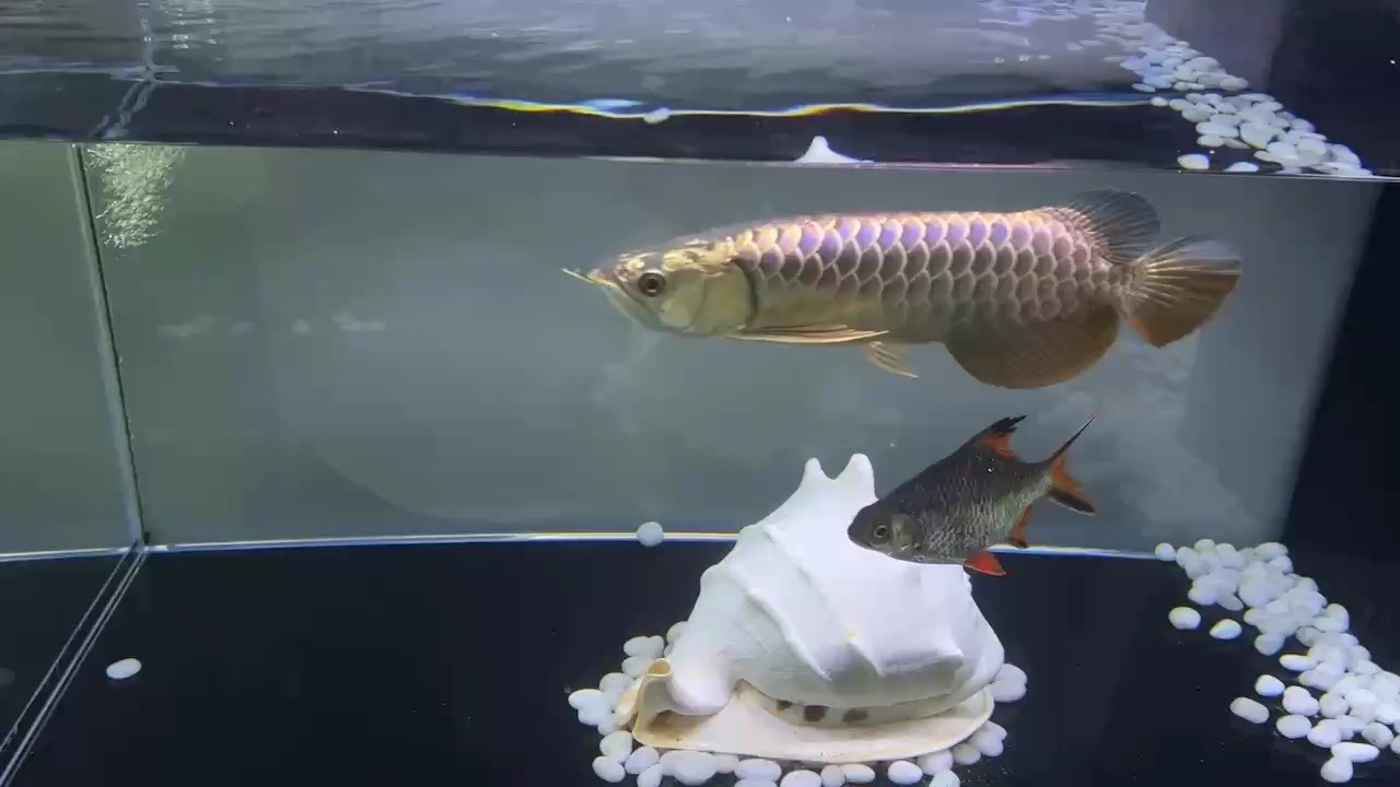 藍底小金龍