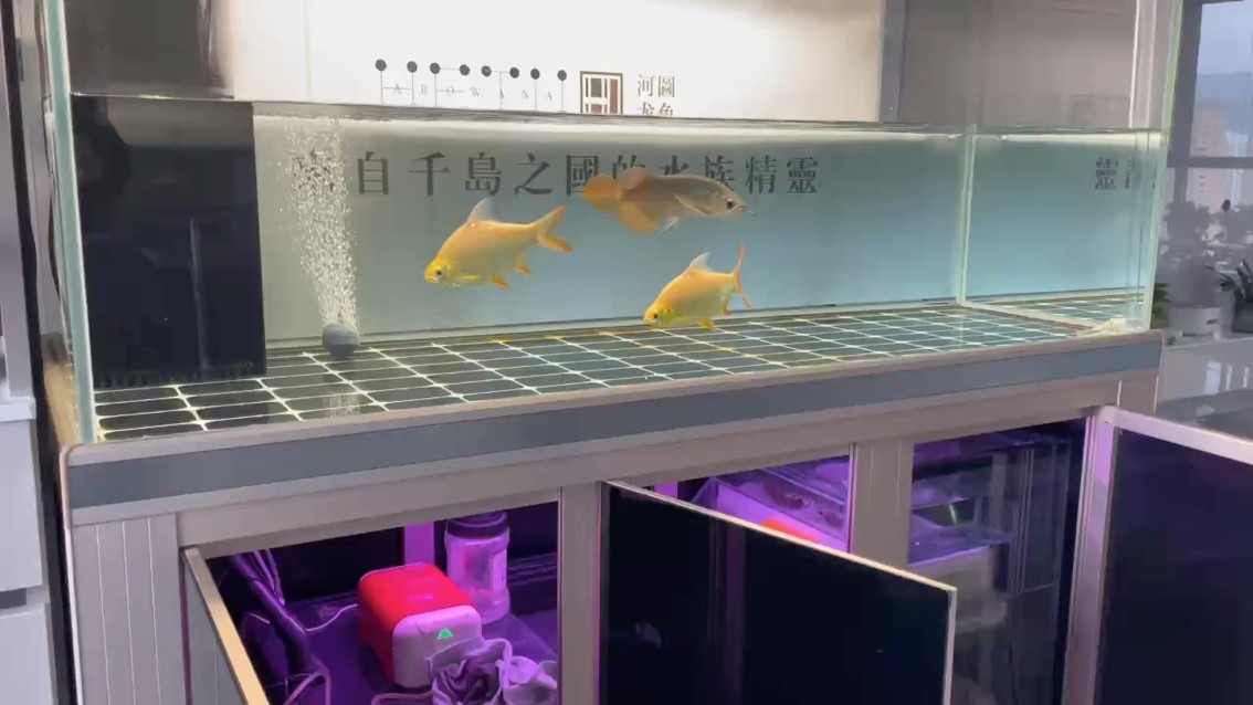 小龍魚打卡20天