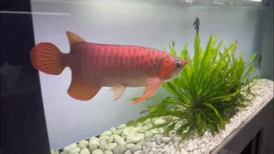 銀龍魚長度(銀龍魚最長)