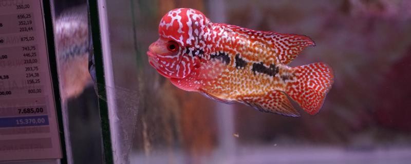羅漢魚不吃食什么原因用什么藥