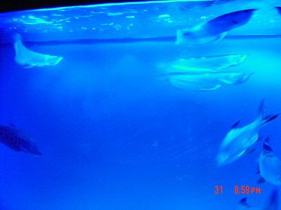 博雅水族魚缸怎么樣啊視頻：博雅水族魚缸搜索結果