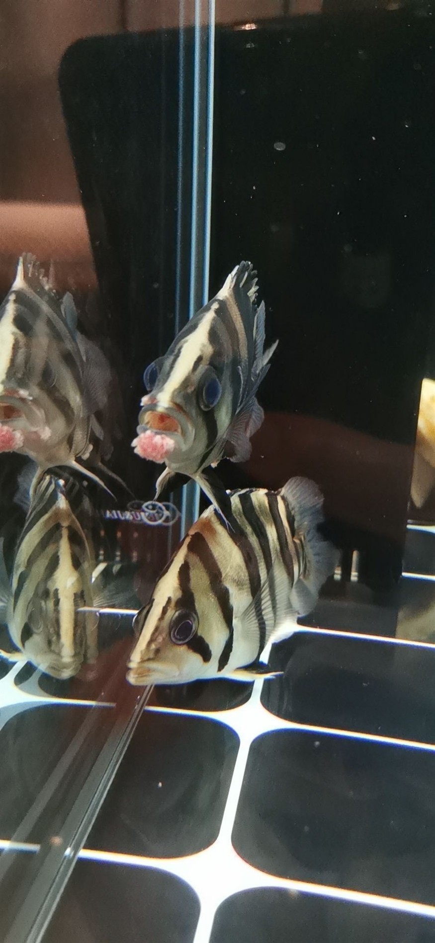 這虎魚是得什么病了？