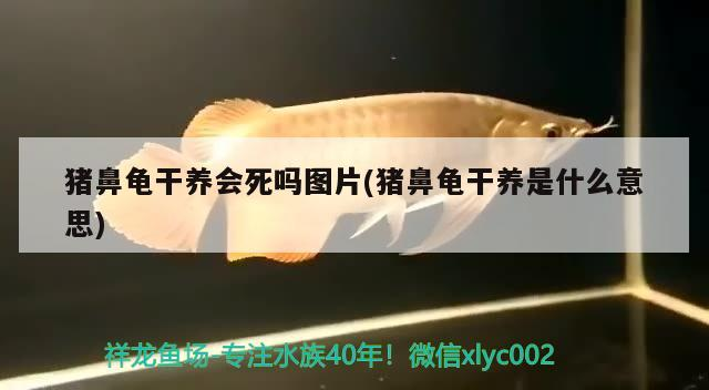 豬鼻龜干養(yǎng)會死嗎圖片(豬鼻龜干養(yǎng)是什么意思)