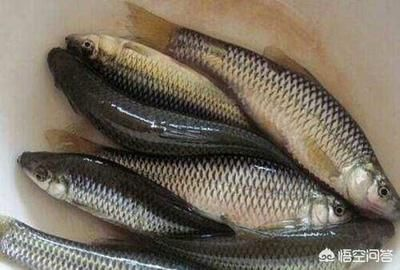 給龍魚喂食飼料怎么做