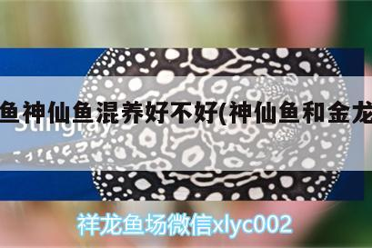 銀龍魚神仙魚混養(yǎng)好不好(神仙魚和金龍魚混養(yǎng)) 銀龍魚神仙魚混養(yǎng)好不好(神仙魚和金龍魚混養(yǎng)) 銀龍魚百科