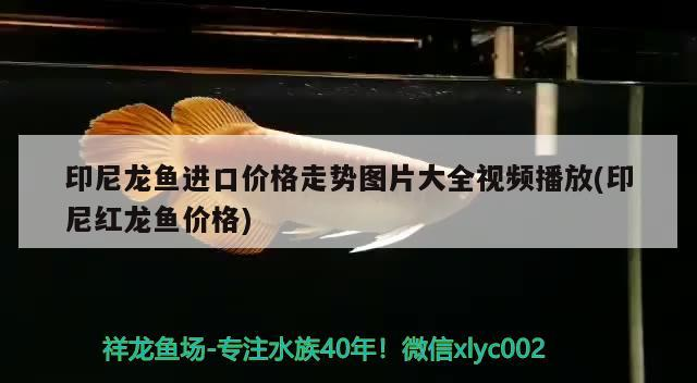 印尼龍魚進口價格走勢圖片大全視頻播放(印尼紅龍魚價格)