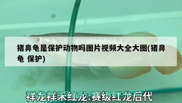 豬鼻龜是保護動物嗎圖片視頻大全大圖(豬鼻龜保護) 豬鼻龜是保護動物嗎圖片視頻大全大圖(豬鼻龜保護) 豬鼻龜百科