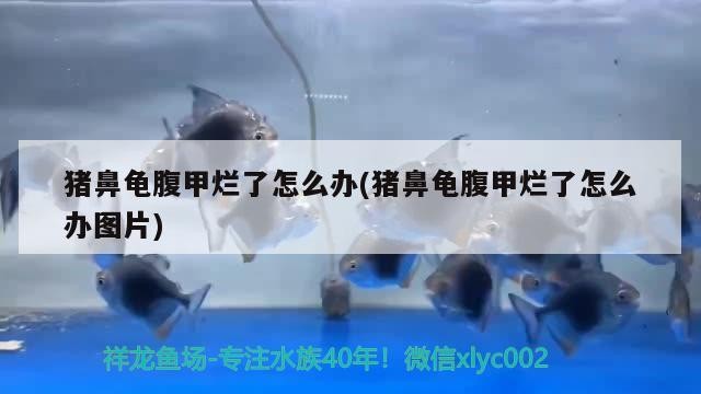 永州市冷水灘區森森水族專賣店（永州市冷水灘區森森水族專賣店電話）
