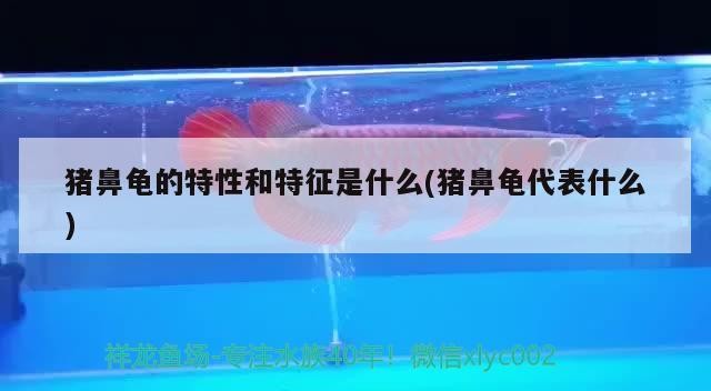 豬鼻龜的特性和特征是什么(豬鼻龜代表什么)