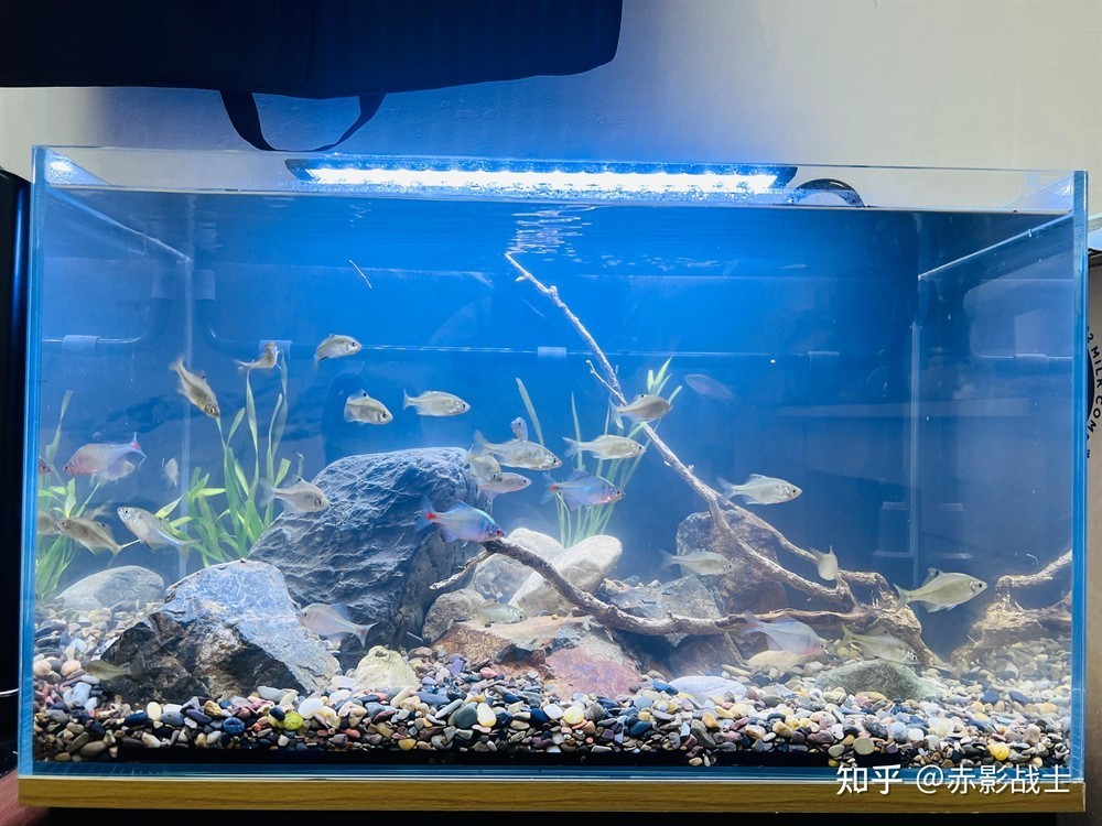 斗魚魚缸造景圖：斗魚缸造景教程和視頻