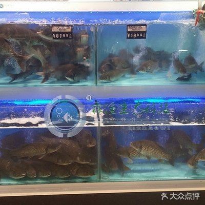 超市魚缸換水的正確方法