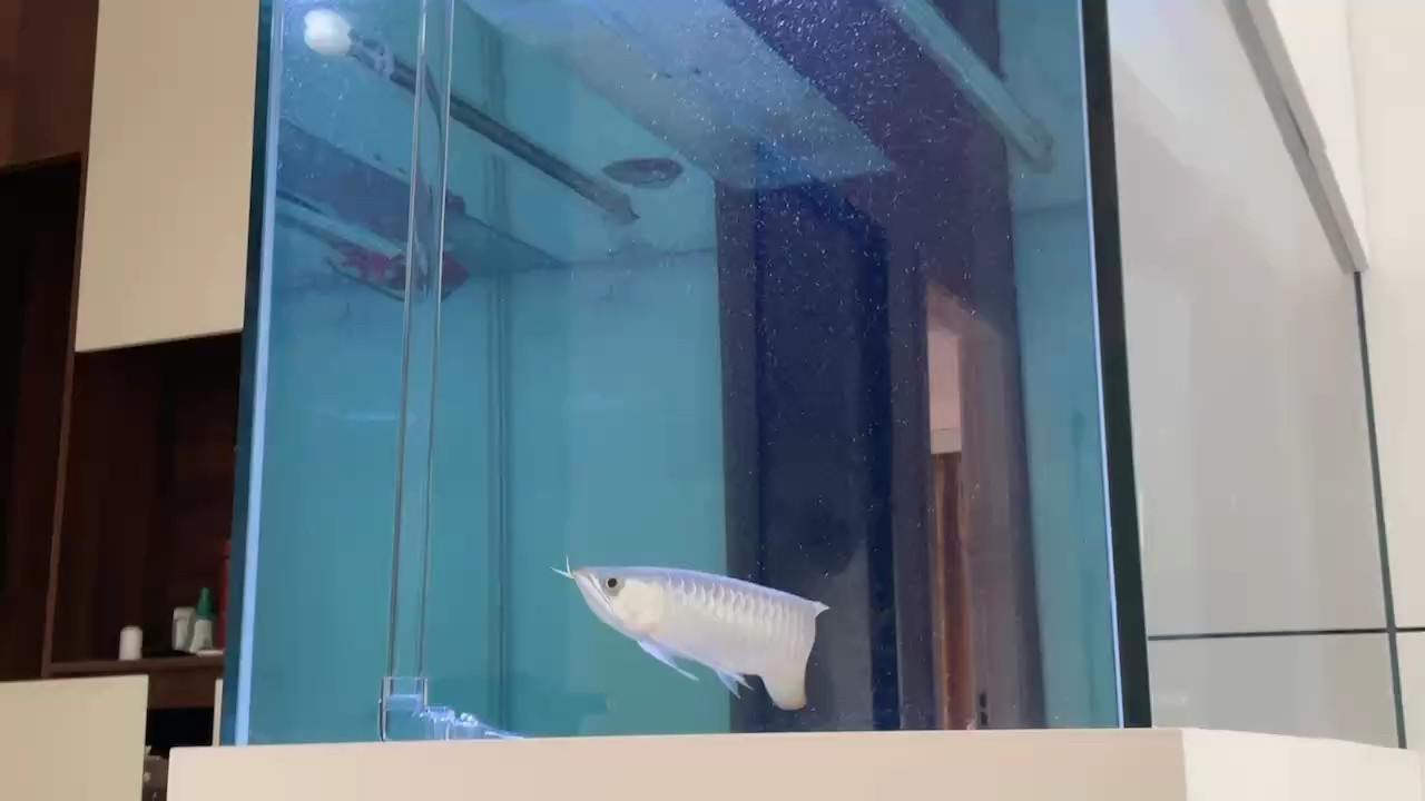 缸底游龍