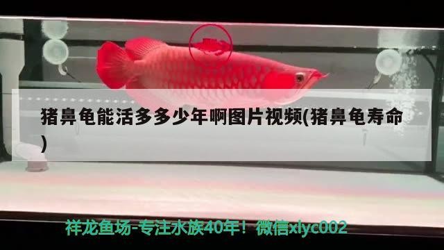 豬鼻龜能活多多少年啊圖片視頻(豬鼻龜壽命)