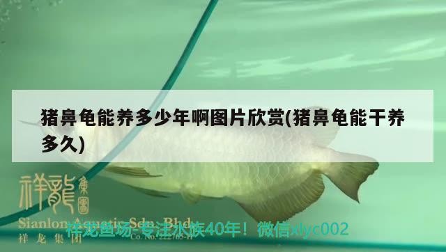 豬鼻龜能養多少年啊圖片欣賞(豬鼻龜能干養多久)