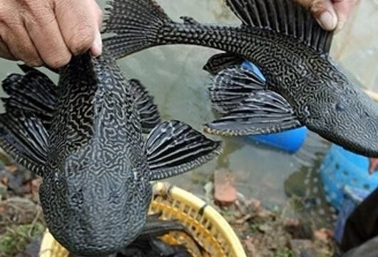 大魚缸養(yǎng)金魚：養(yǎng)金魚養(yǎng)金魚需要注意事項和注意事項和注意事項