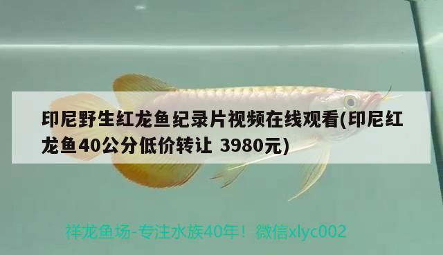 印尼野生紅龍魚紀錄片視頻在線觀看(印尼紅龍魚40公分低價轉(zhuǎn)讓3980元)