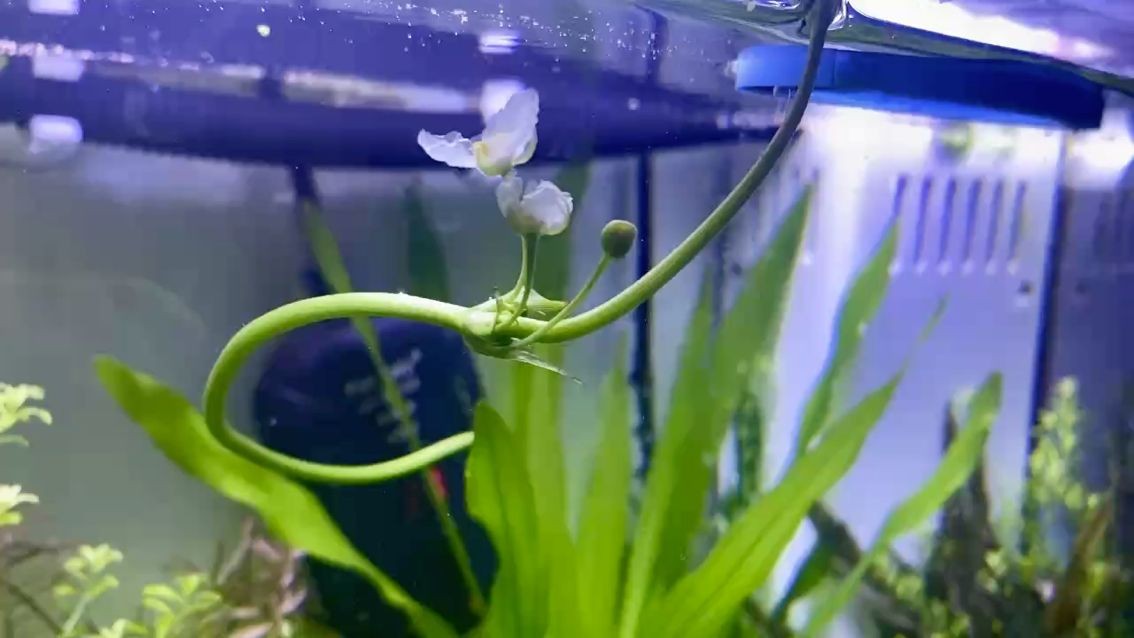 我的虎魚真菌感染了要怎么處理 搬魚缸要注意什么問題:搬魚缸搬運注意事項,魚缸搬運注意事項 魚缸百科 搬魚缸要注意什么問題:搬魚缸搬運注意事項,魚缸搬運注意事項 搬魚缸要注意什么問題:搬魚缸搬運注意事項,魚缸搬運注意事項 魚缸百科