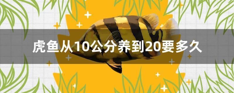 50cm的虎魚要多少年才能長大：50cm的虎魚要多少年才能長大呢？